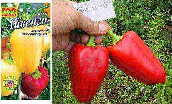 ang pinakamahusay na mga pagkakaiba-iba ng mga peppers ng kampanilya