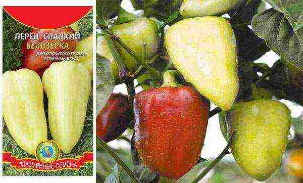 ang pinakamahusay na mga pagkakaiba-iba ng mga peppers ng kampanilya