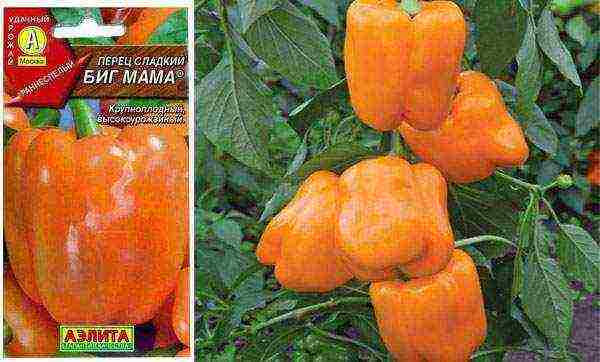 the best varieties of bell peppers