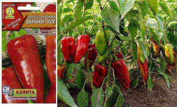 the best varieties of bell peppers