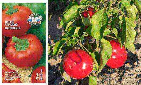 the best varieties of bell peppers