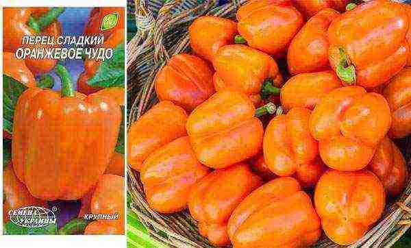 ang pinakamahusay na mga pagkakaiba-iba ng mga peppers ng kampanilya