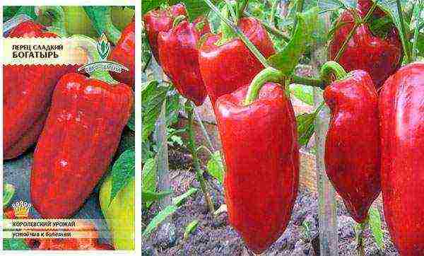 ang pinakamahusay na mga pagkakaiba-iba ng mga peppers ng kampanilya