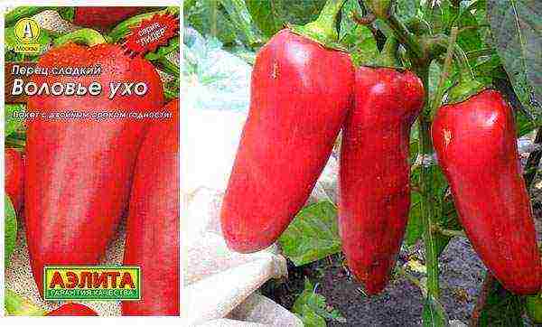 ang pinakamahusay na mga pagkakaiba-iba ng mga peppers ng kampanilya