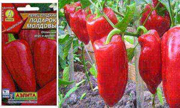 ang pinakamahusay na mga pagkakaiba-iba ng mga peppers ng kampanilya