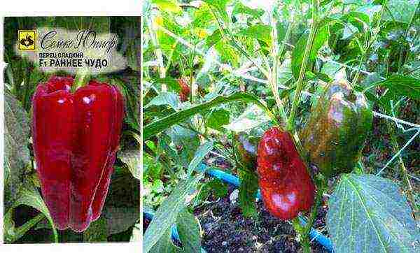 ang pinakamahusay na mga pagkakaiba-iba ng mga peppers ng kampanilya