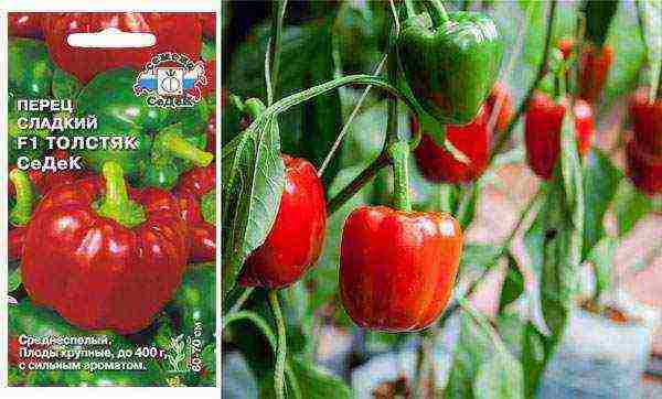 ang pinakamahusay na mga pagkakaiba-iba ng mga peppers ng kampanilya