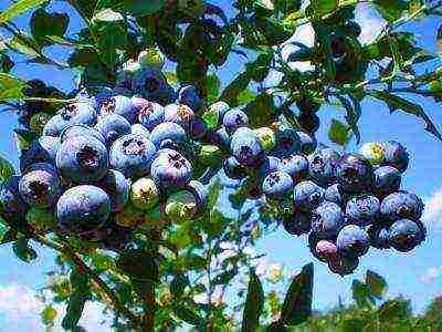 the best varieties of blueberries