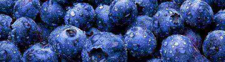 the best varieties of blueberries