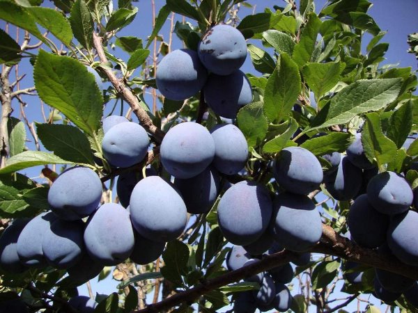 the best varieties of prunes