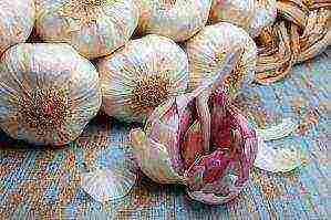 the best varieties of spring garlic