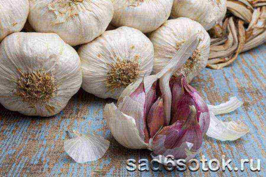 the best varieties of spring garlic