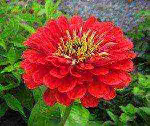 the best varieties of zinia