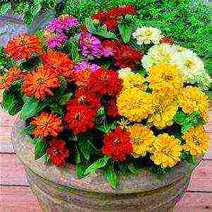 the best varieties of zinia