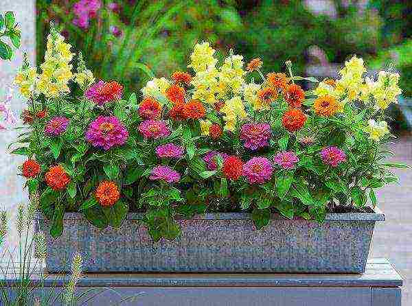 the best varieties of zinia