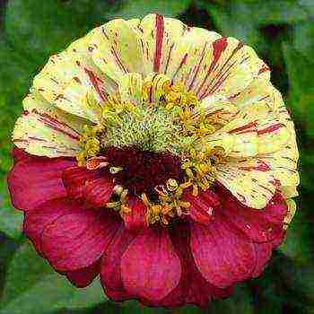 the best varieties of zinia