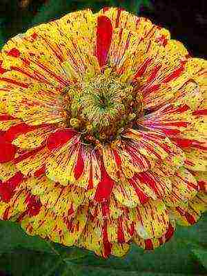 the best varieties of zinia