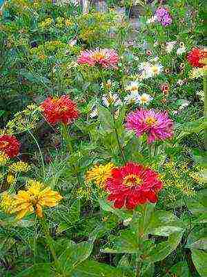 the best varieties of zinia