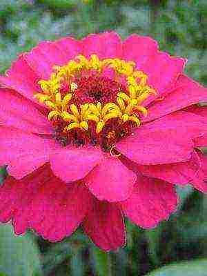 the best varieties of zinia