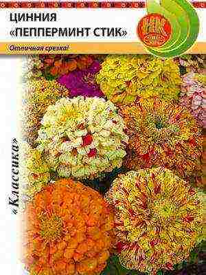 the best varieties of zinia