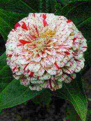 the best varieties of zinia