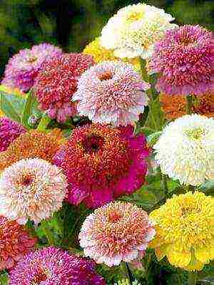 the best varieties of zinia