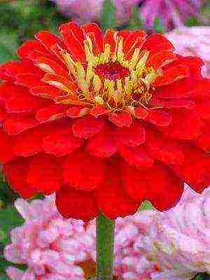 the best varieties of zinia