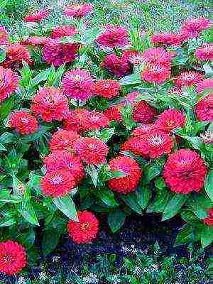 the best varieties of zinia