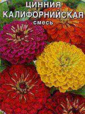 the best varieties of zinia