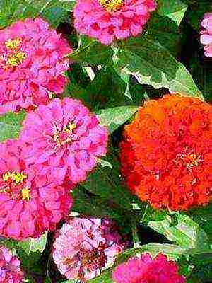 the best varieties of zinia