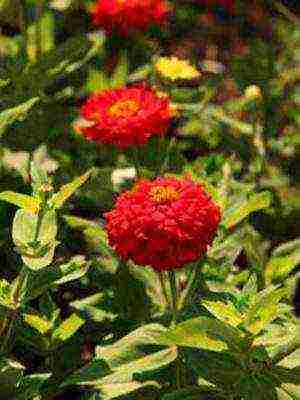 the best varieties of zinia