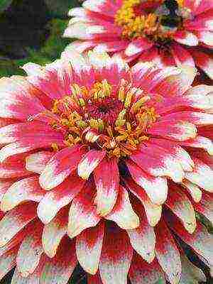 the best varieties of zinia