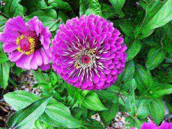 the best varieties of zinia