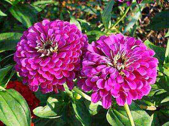 the best varieties of zinia