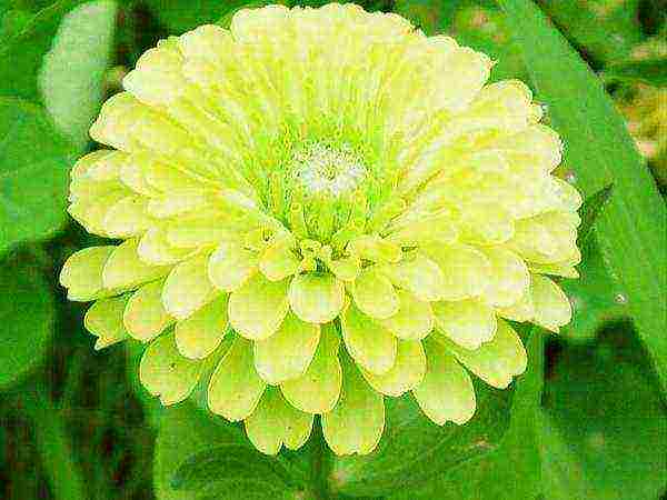 the best varieties of zinia