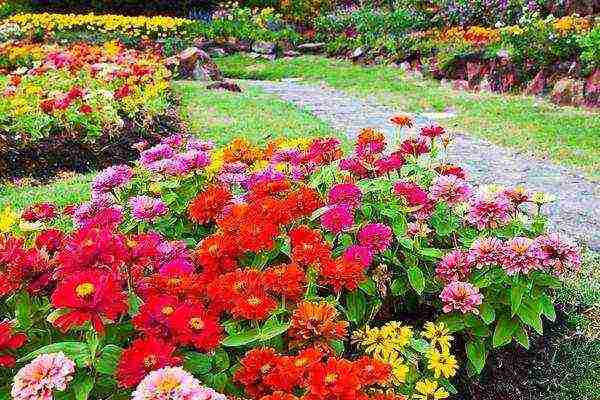 the best varieties of zinia