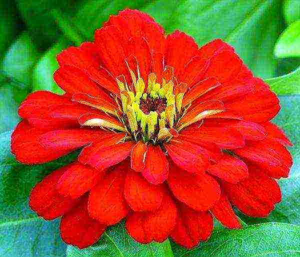 the best varieties of zinia