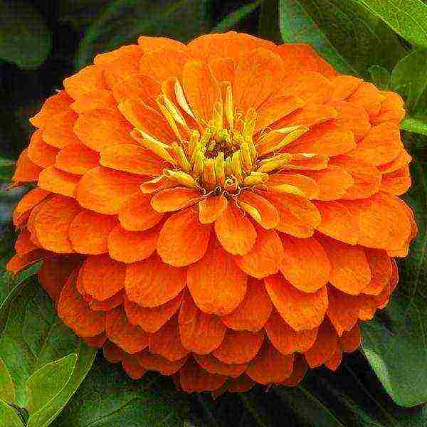 the best varieties of zinia