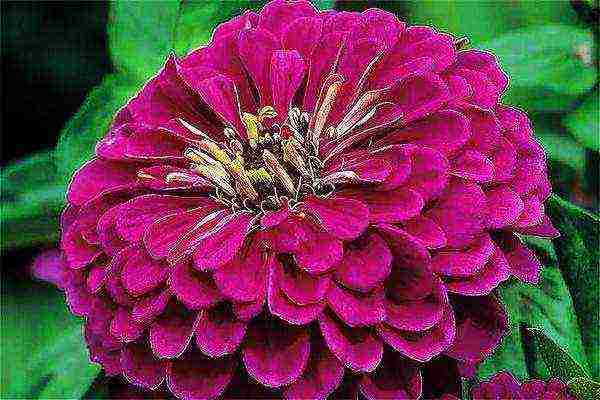 the best varieties of zinia