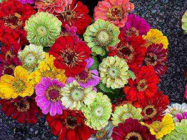 zinnias พันธุ์ที่ดีที่สุด