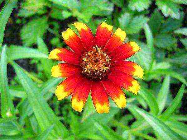 the best varieties of zinnias