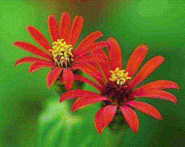 zinnias พันธุ์ที่ดีที่สุด