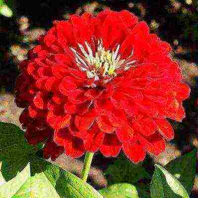 the best varieties of zinnias