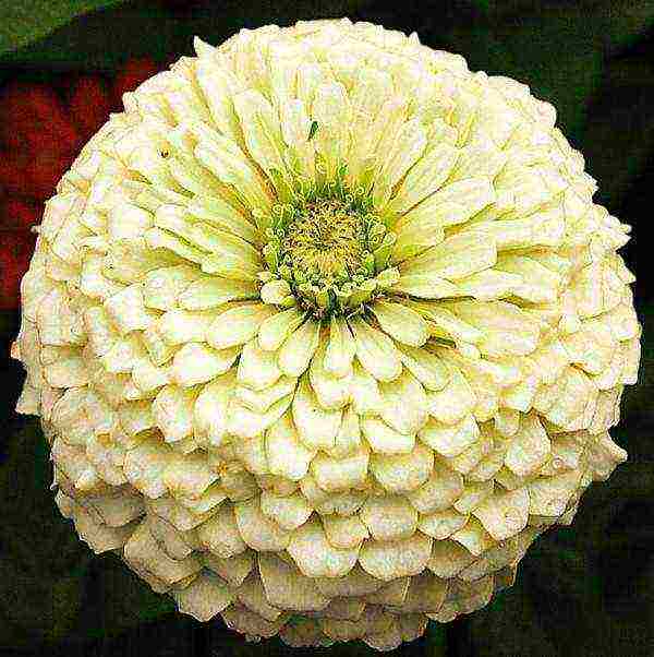 zinnias พันธุ์ที่ดีที่สุด