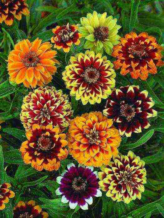 the best varieties of zinnias