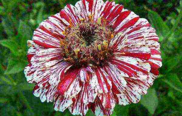 the best varieties of zinnias