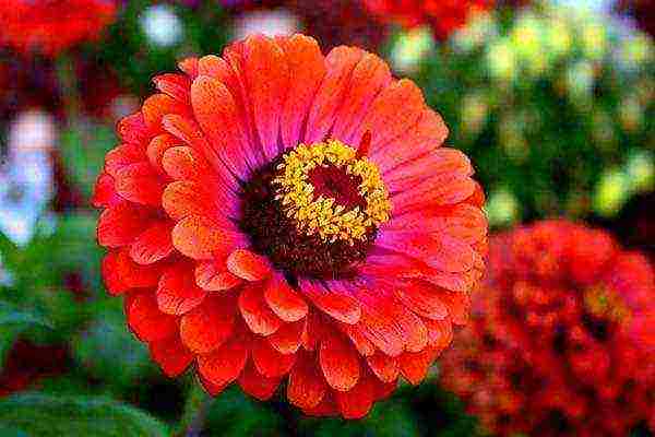 zinnias พันธุ์ที่ดีที่สุด