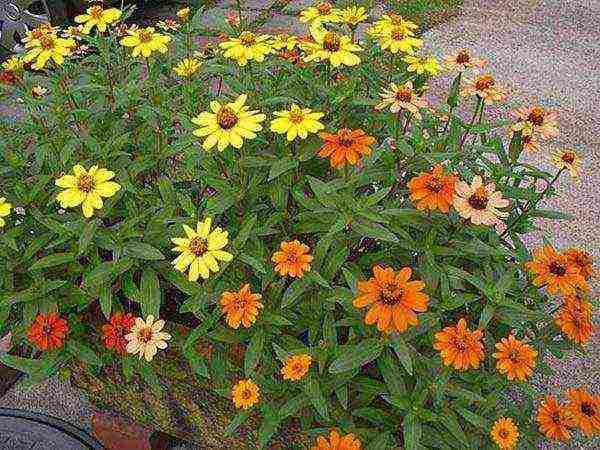 the best varieties of zinnias