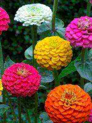 the best varieties of zinnias