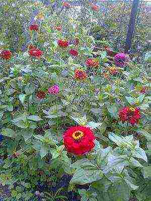 the best varieties of zinnias